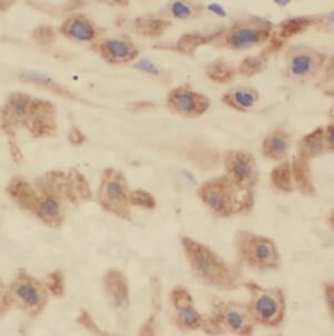 HPS5 Antibody - BSA Free
