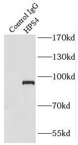 HPS4 Antibody - BSA Free