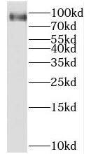 HPS4 Antibody - BSA Free