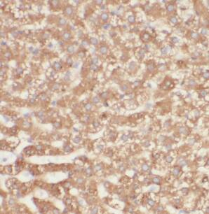 HPS4 Antibody - BSA Free