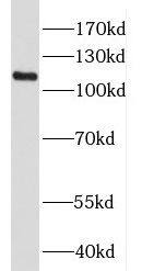 HPS3 Antibody - BSA Free