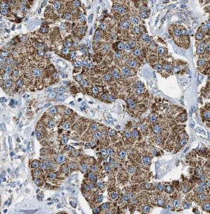 HPS3 Antibody - BSA Free