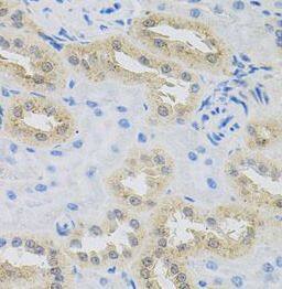 HPS1 Antibody - BSA Free