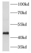 HORMAD1 Antibody - BSA Free