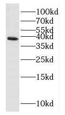 HOMER2 Antibody - BSA Free