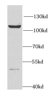 HNRNPUL2 Antibody - BSA Free