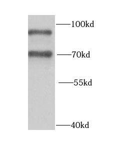 hnRNP-R Antibody - BSA Free