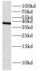 HNRPH3 Antibody - BSA Free