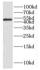 hnRNP H Antibody - BSA Free