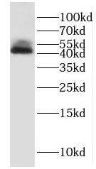 hnRNP F Antibody - BSA Free