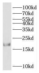 HMGN2 Antibody - BSA Free