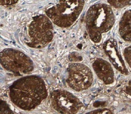 HMGN2 Antibody - BSA Free