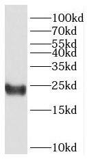 HMGB4 Antibody - BSA Free