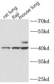 HLA F Antibody - BSA Free