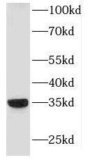 HLA DRB4 Antibody - BSA Free