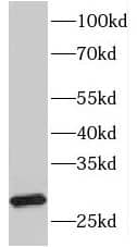 HLA DQA2 Antibody - BSA Free