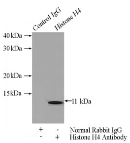 H4 Clustered Histone 1 Antibody - BSA Free
