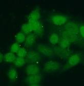 H4 Clustered Histone 1 Antibody - BSA Free
