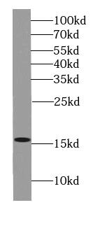 Histone 3 H2a Antibody - BSA Free