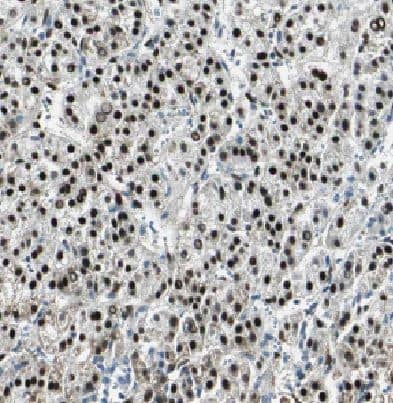 H2A Antibody - BSA Free