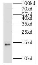 H2A Antibody - BSA Free
