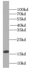 HIST1H2AC Antibody - BSA Free