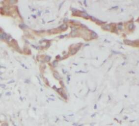 Hikeshi Antibody - BSA Free