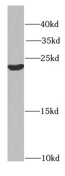 Hikeshi Antibody - BSA Free