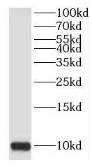 HIGD1A Antibody - BSA Free