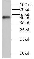 HES5 Antibody - BSA Free