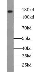 HERC5 Antibody - BSA Free