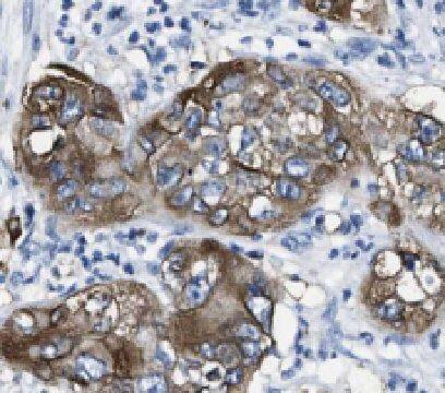 Hephaestin Antibody - BSA Free