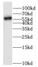 Hemogen Antibody - BSA Free