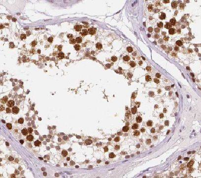 Hemogen Antibody - BSA Free