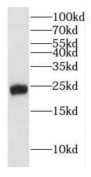 HEBP2 Antibody - BSA Free