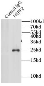 HEBP2 Antibody - BSA Free