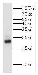 HEBP1 Antibody - BSA Free