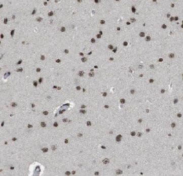 HD domain containing 2 Antibody - BSA Free