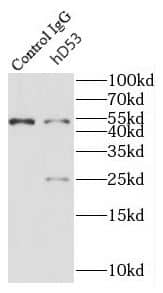 TPD52L1/D53 Antibody - BSA Free