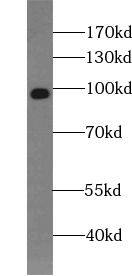 HCN2 Antibody - BSA Free