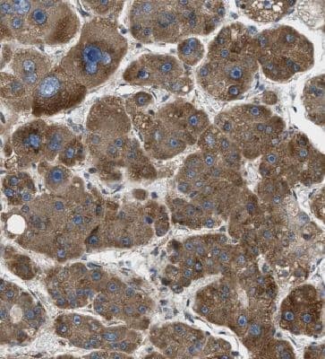 HBXIP Antibody - BSA Free