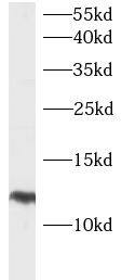 HBXIP Antibody - BSA Free