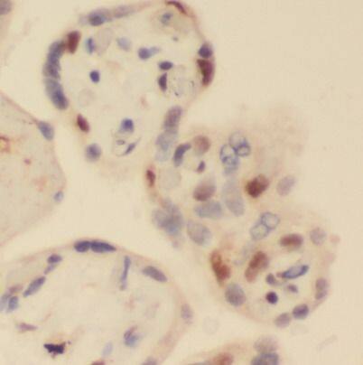 HBG1 Antibody (H6) - BSA Free