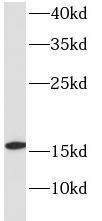 Hemoglobin delta Antibody - BSA Free