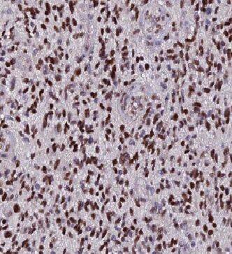 HAAO Antibody - BSA Free