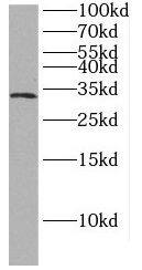 HAAO Antibody - BSA Free