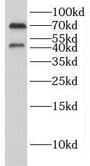 GYG2 Antibody - BSA Free