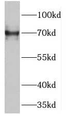 GUF1 Antibody - BSA Free