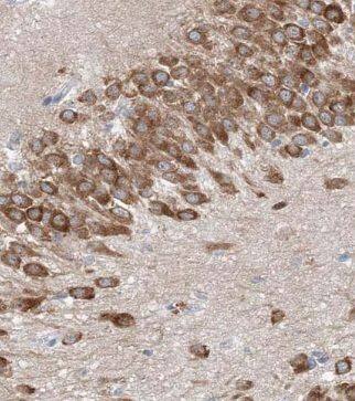 GUF1 Antibody - BSA Free