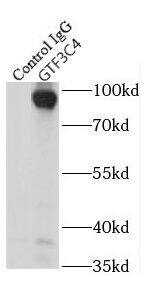 GTF3C4 Antibody - BSA Free
